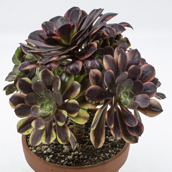 Aeonium Superbang