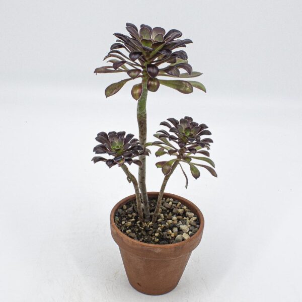 Aeonium arboreum atropurpureum 3er