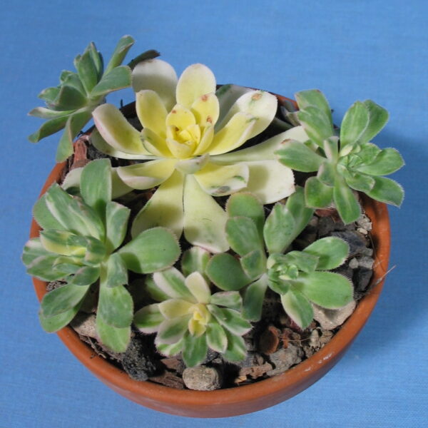 Aeonium castello-palvae