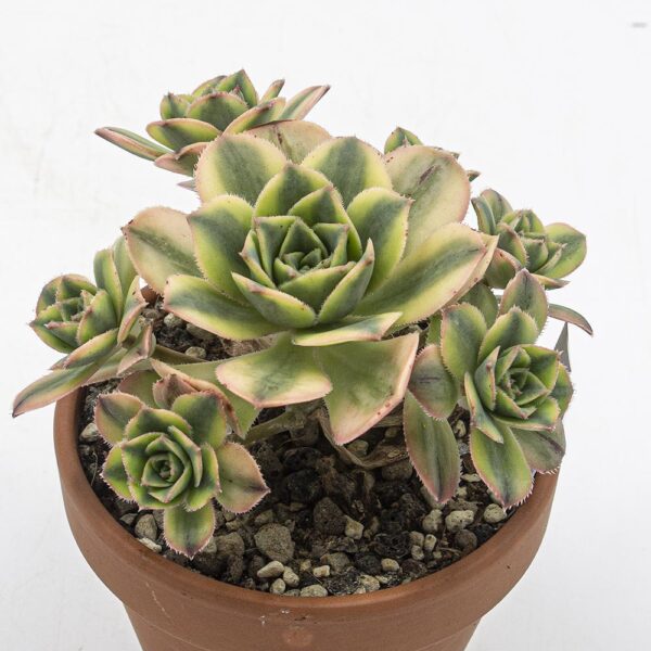 Aeonium florence