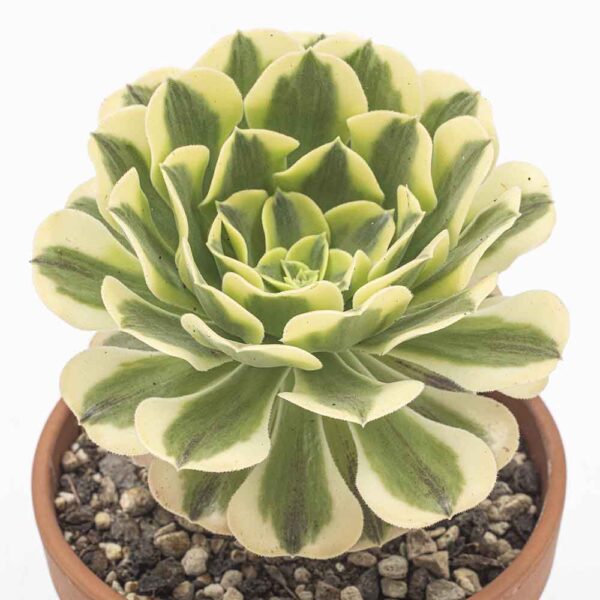 Aeonium green medusae