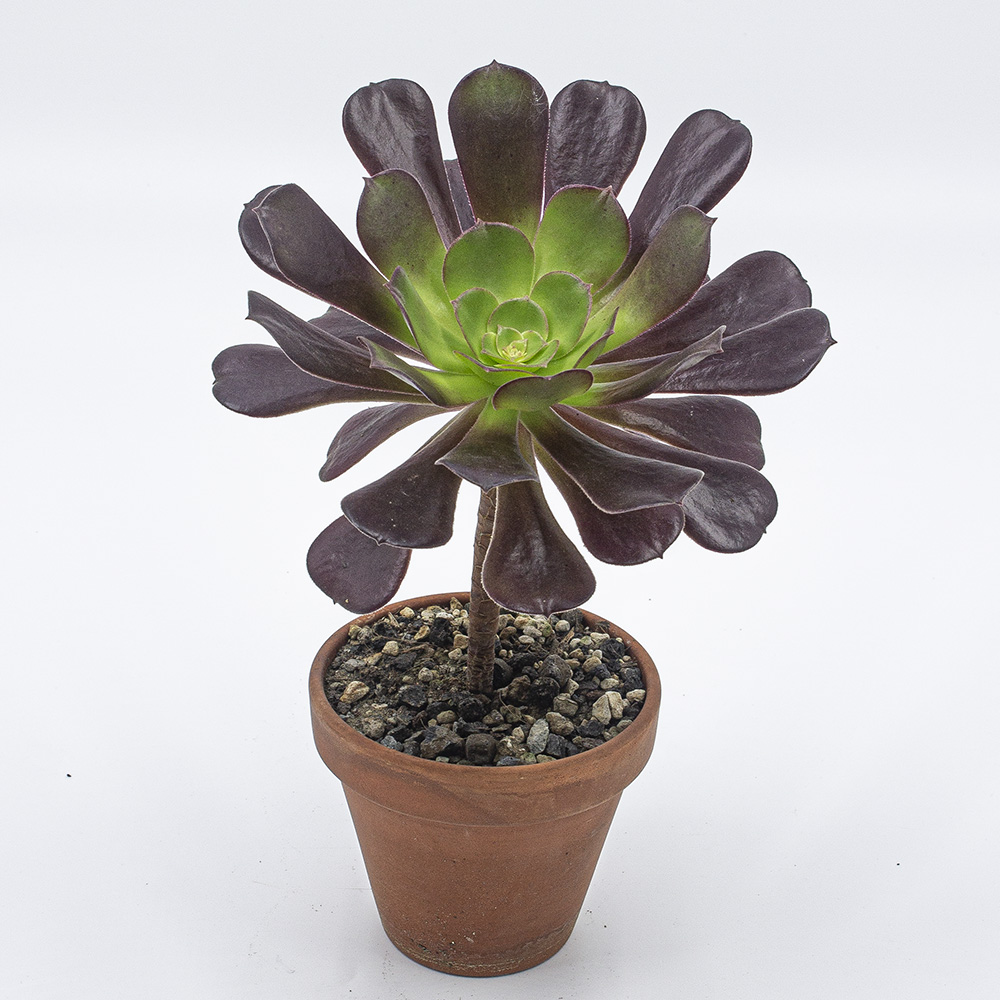 Aeonium velour - Kakteen Gautschi