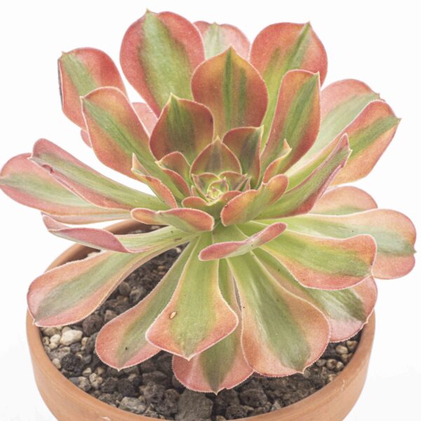 Aeonium verna