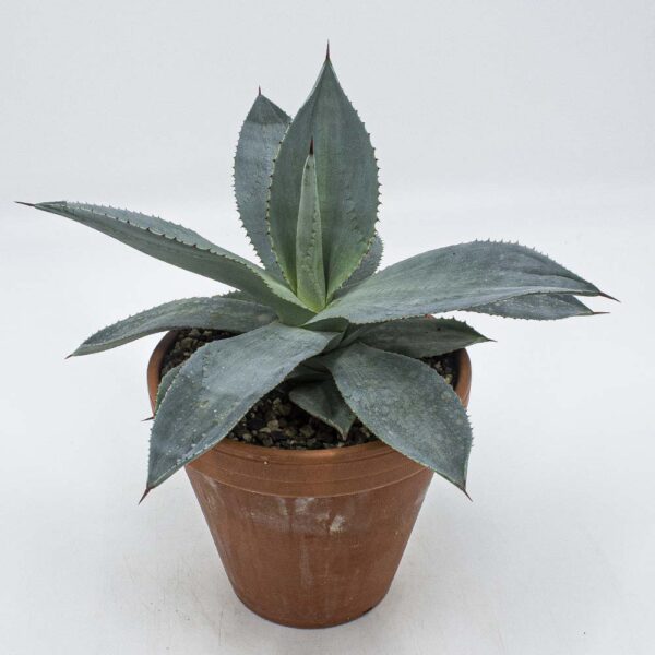 Agave Dragon Toes
