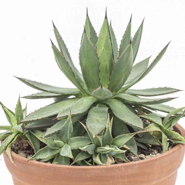 Agave Red Edge compact