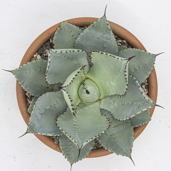 bogenhanf terrasse Sansevieria trifasciata