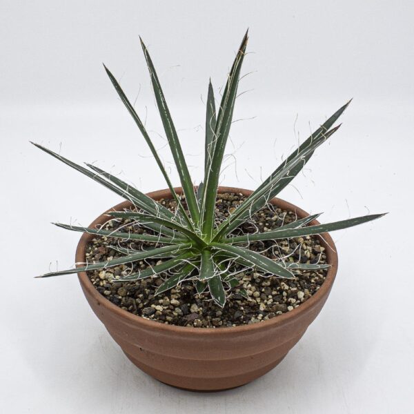 Agave filifera gross