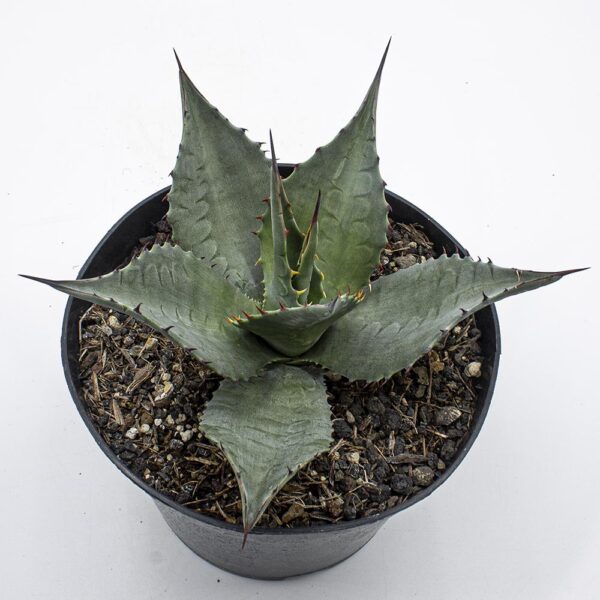 Agave havardiana "Jeff Davis"