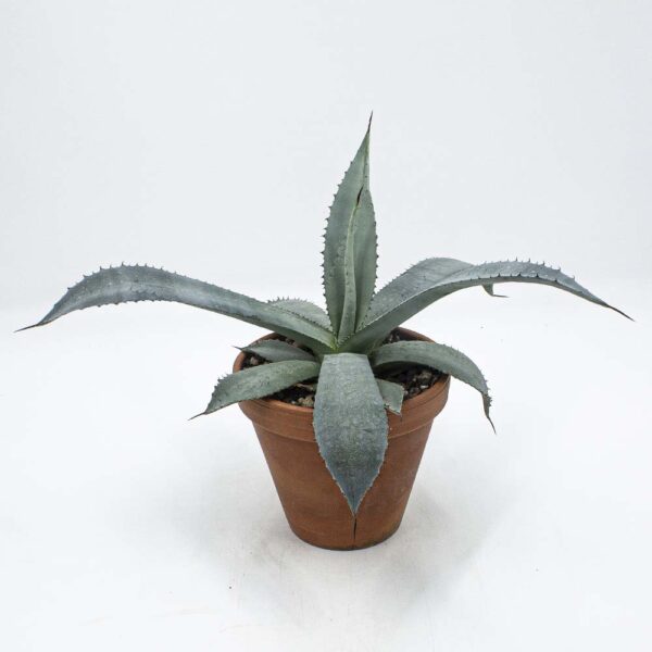 Agave maxi