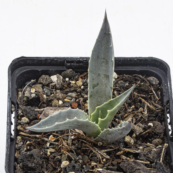 Agave ovatifolia winterhart