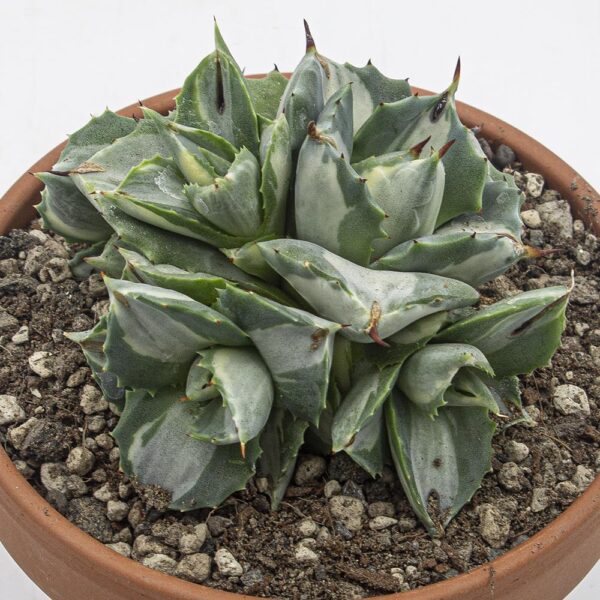 Agave potatorum shoji-raijin variegata