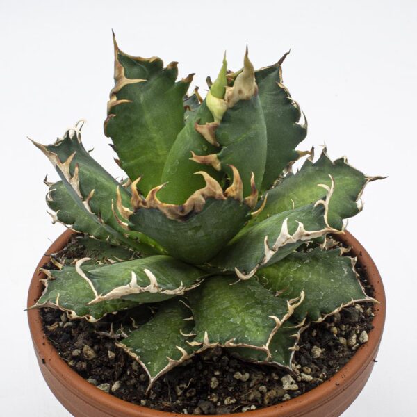 Agave titanota alte Pflanze