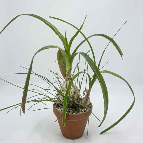 Albuca bracteata