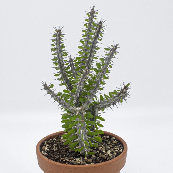 Alluaudia procera klein