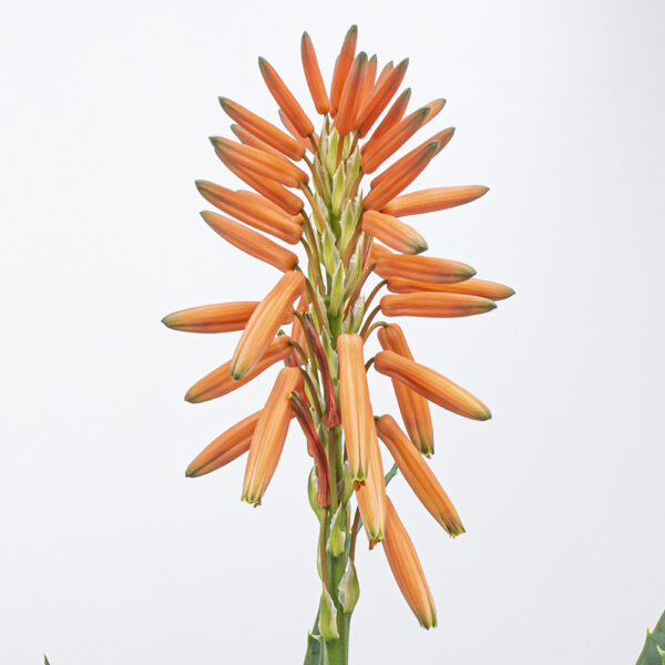 aloe vera faith in nature Aloe Vera Natural Body Wash | Vegan Shower Gel main image 1