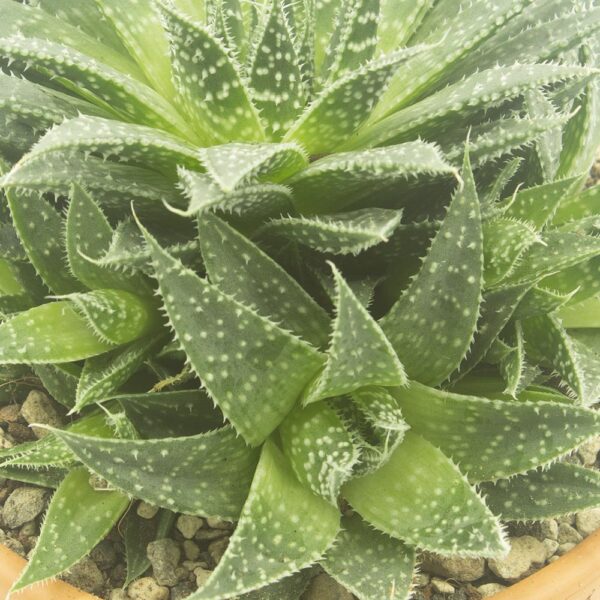 aloe vera spray für katzen Spray gegen Stiche und Juckreiz für Hunde und Katzen, 250 ml, beruhigend  bei Juckreiz und Allergien mit Nelke und Aloe Vera, spendet Feuchtigkeit  und lindert Insektenstiche und Reizungen - PetDoctors