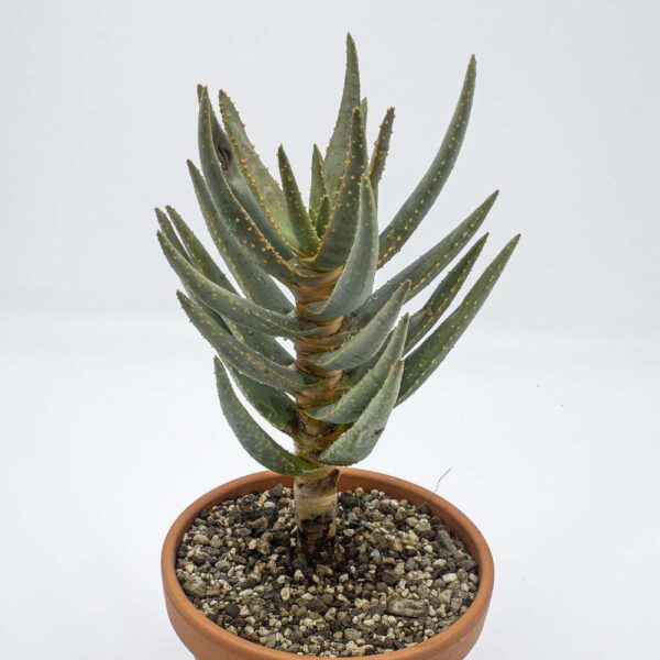 Aloe dichotoma