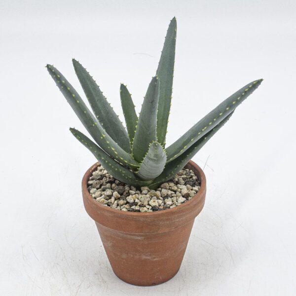 Aloe dichotoma klein