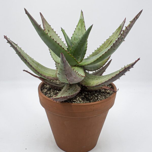 Aloe ferox alte Planze