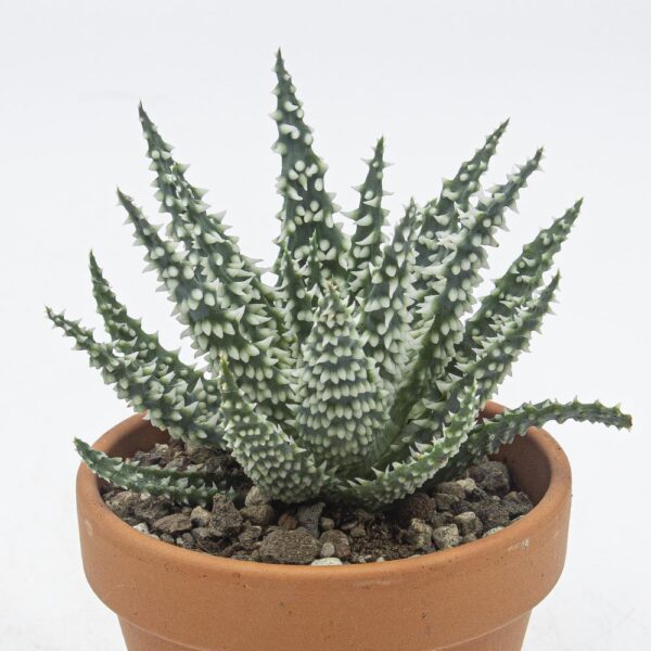 Aloe humilis Shark