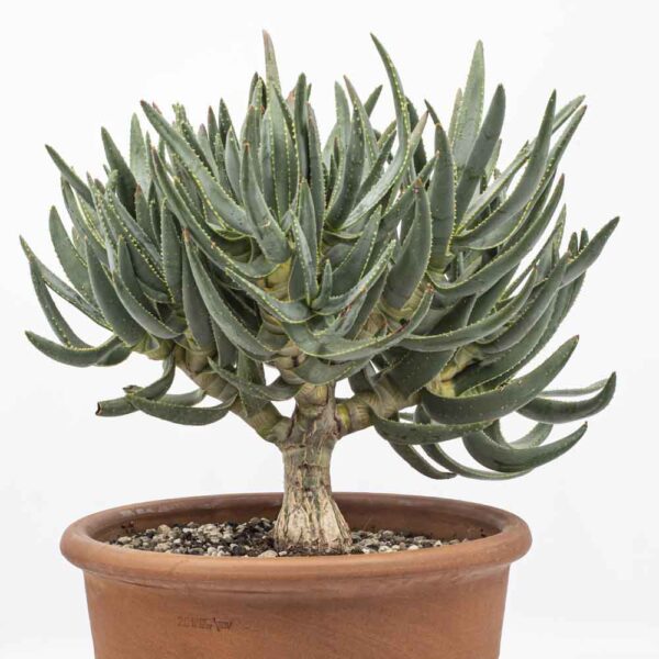 Aloe ramosissima