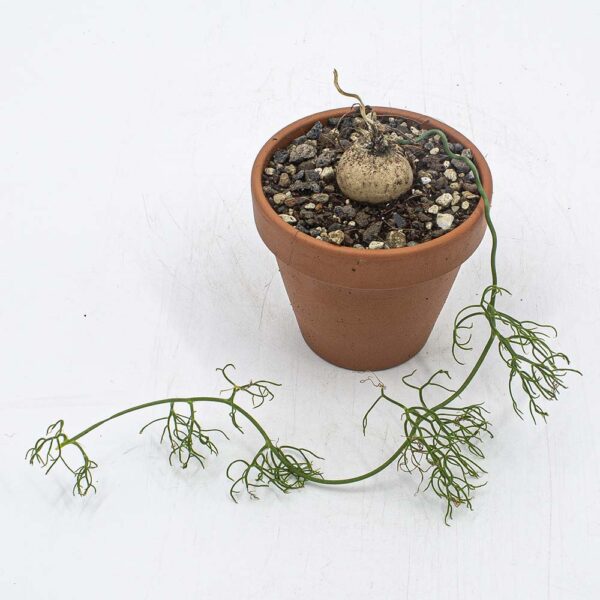 Bowiea volubilis