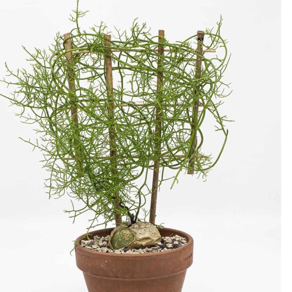 Bowiea volubilis