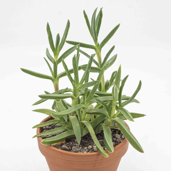 Carpobrotus edulis