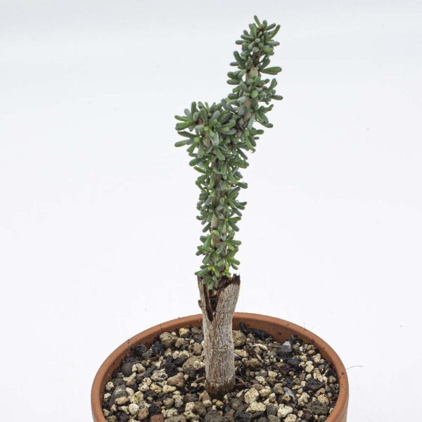 Ceraria namaquensis
