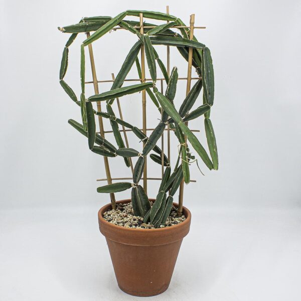 Cissus quadrangularis