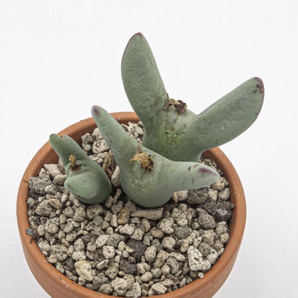 Conophytum bilobum Fontein