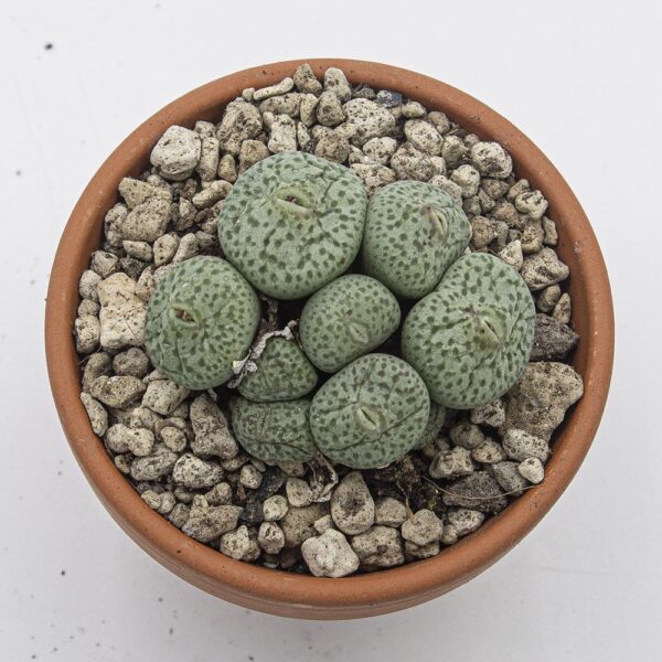 Conophytum cone peak