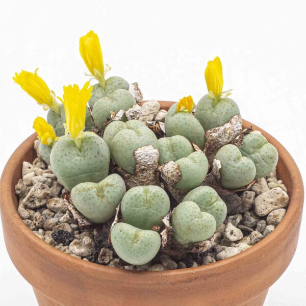 Conophytum flavum tettracardum