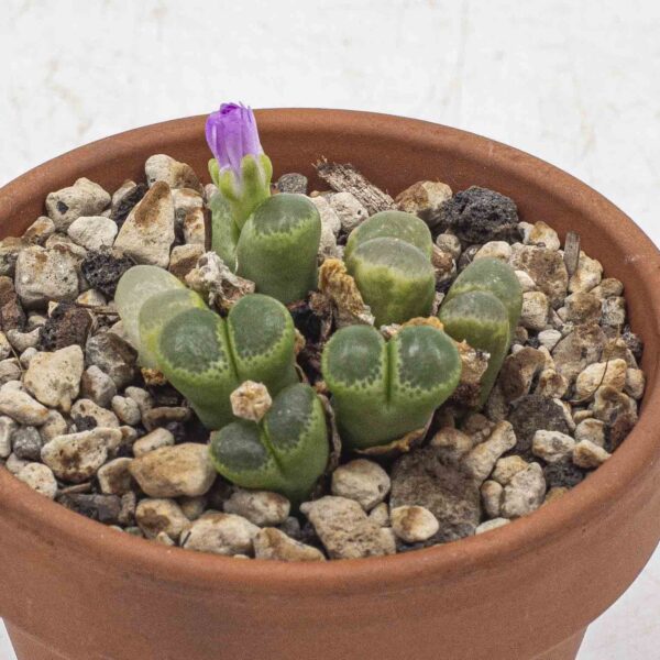 Conophytum limpidum