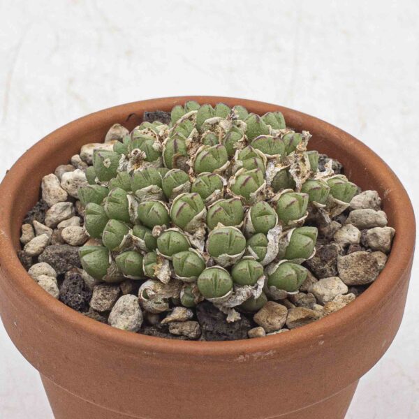 Conophytum loeschianum