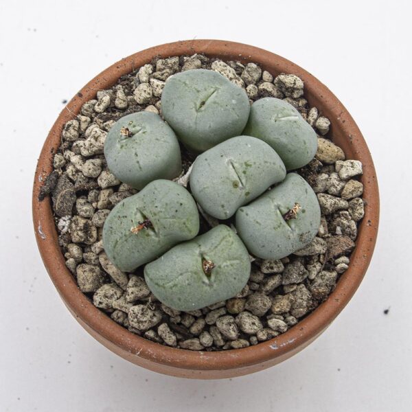 Conophytum polulum bloutoring
