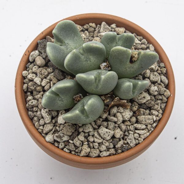 Conophytum ruaestum rostratum