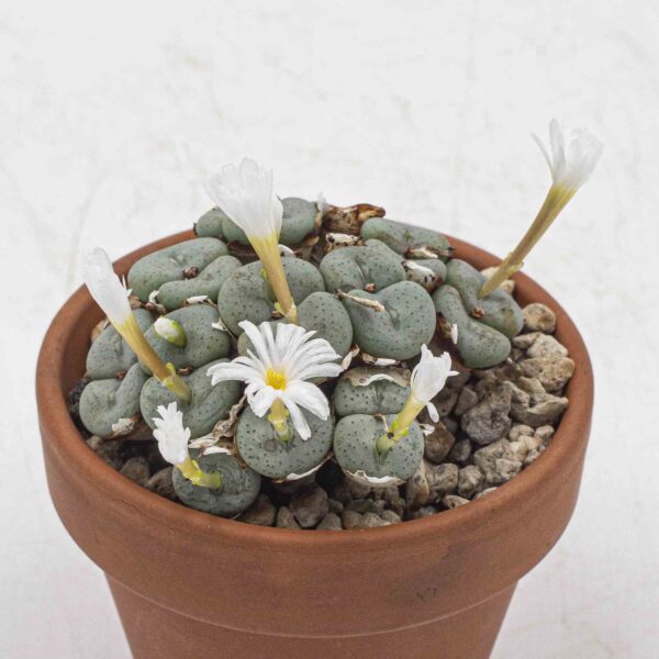 Conophytum skittery kloot