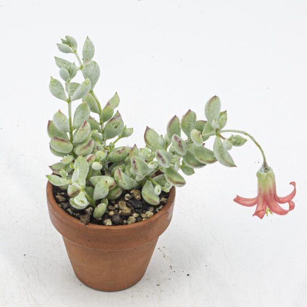 Cotyledon pendens