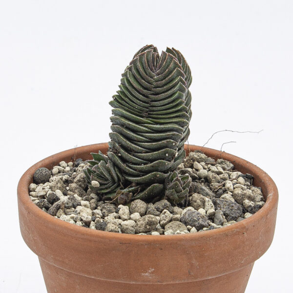 Crassula pyramidalis Buddas Tempel