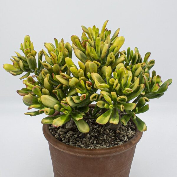 Crassula Hobbit tricolor