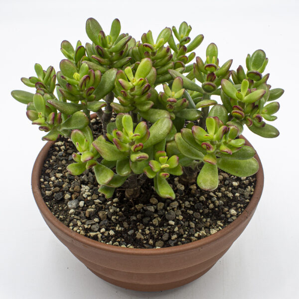 Crassula Hybrid Schale