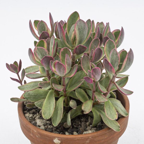 Crassula Money Maker variegata