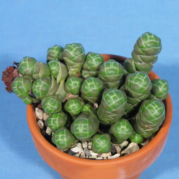 Crassula columella