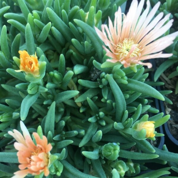Delosperma "Apricot"