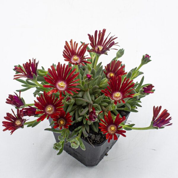 Delosperma Flamme rot