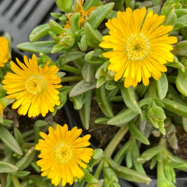 Delosperma "Yellow Wonder"