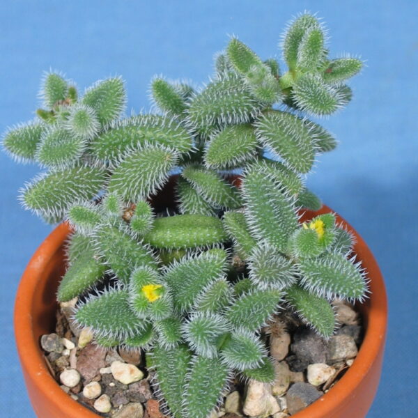 Delosperma echinatum