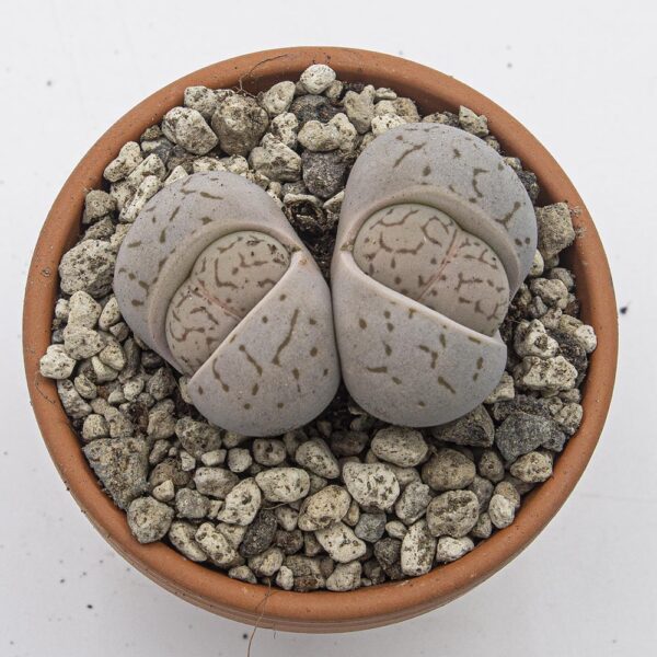 Dinteranthus vanzylii