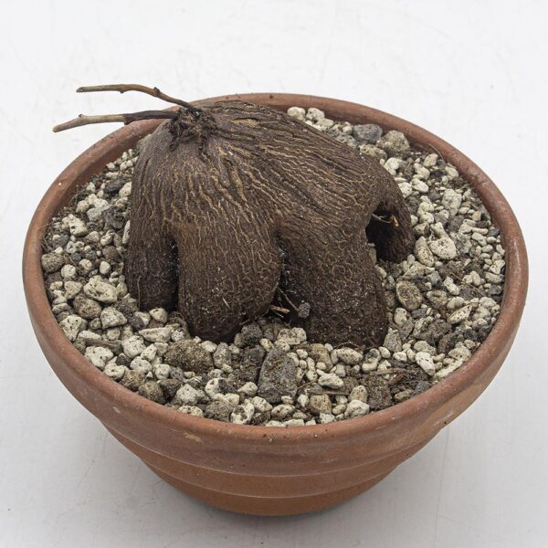 Dioscorea sylvatica